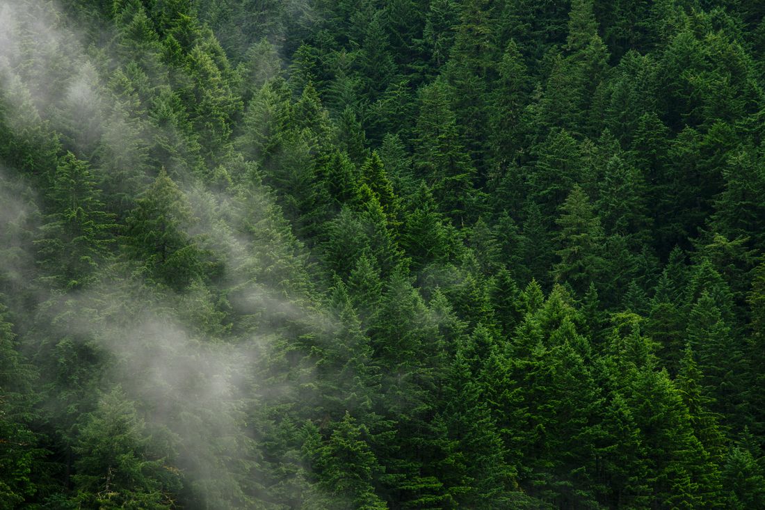 Mist drifting over a conifer forest, the kind the packaging fibre comes from